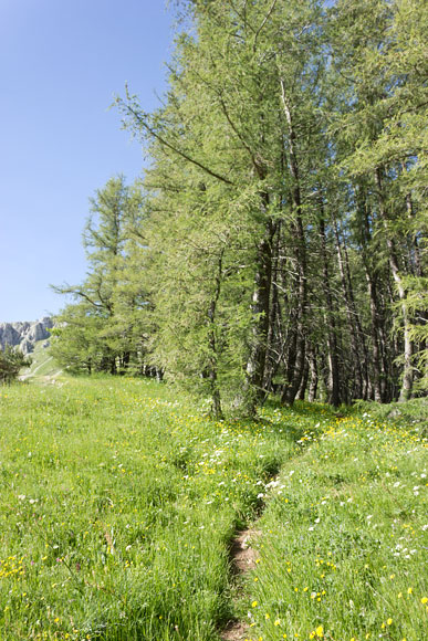 les_monges-024web.jpg - Le sentier