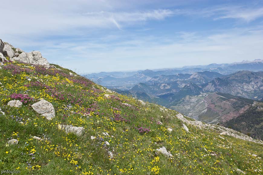les_monges-048web.jpg - Ici aussi le sol est jonché d'une multitude de fleurs. Lotiers, anthalides, pensées sauvages ... etc