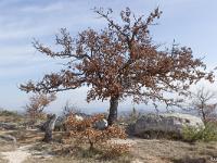 Les Mourres - Forcalquier