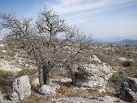 Les Mourres - Forcalquier