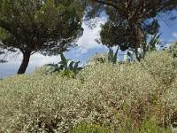 Nyons  Sauge et Agaves sur les bords de l'Eygues