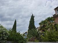 Nyons  On trouve ici de nombreux palmiers