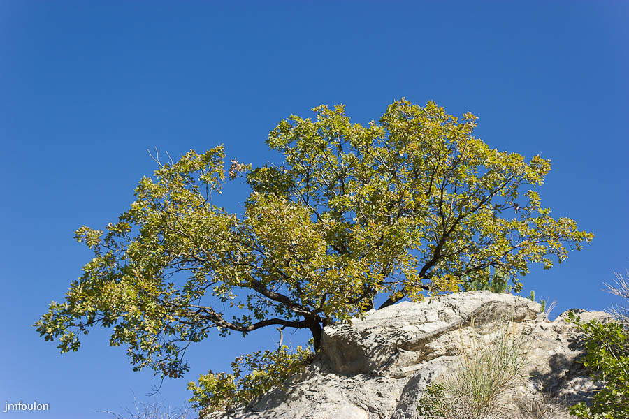 sisteron-rt-entrepierre-05web.jpg - Sisteron - Alpes de Haute Provence - Chêne blanc dans la roche