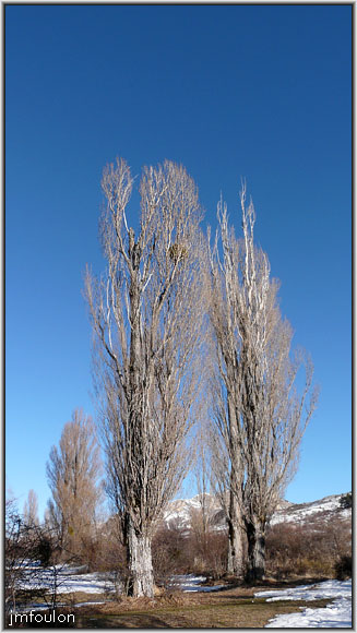 st-geniez-paysages-033web.jpg - Peupliers d'Italie