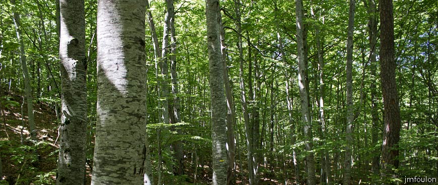 piegut-ct-colle-15web.jpg - La forêt de hètres