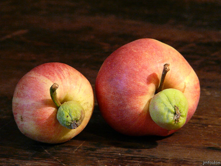 pomme-01web.jpg - Pommes mâles d'âge différent. La petite a l'air moins vaillante que son aînée