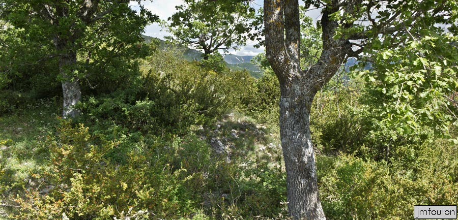 printemps-2013-collet-01web.jpg - Chênes blancs au Collet