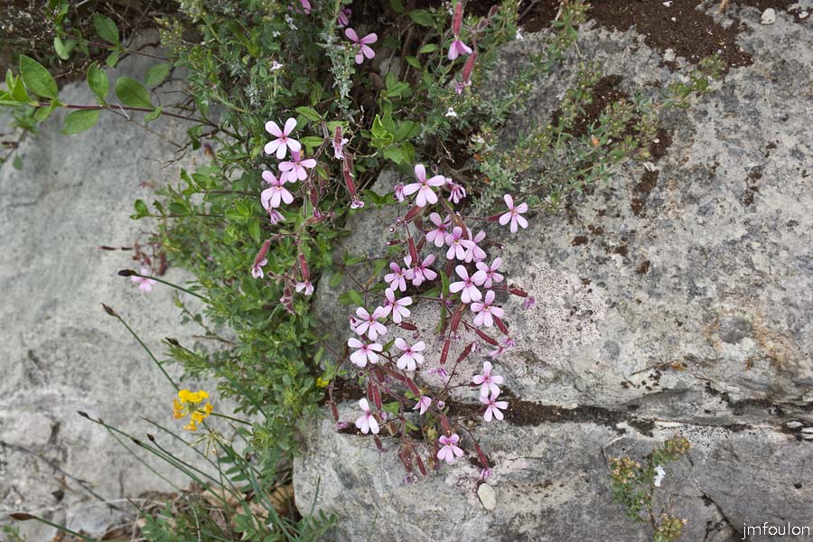 printemps-2013-collet-16web.jpg - Saponaire de Montpellier au Collet
