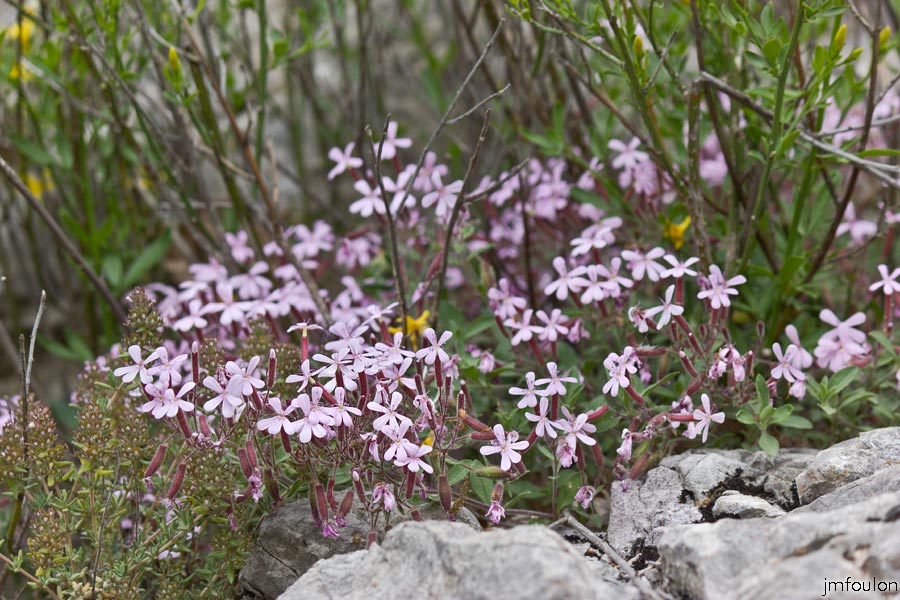 printemps-2013-collet-17web.jpg - Saponaire au Collet