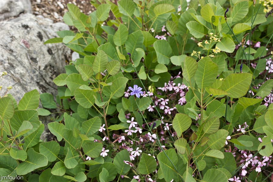 printemps-2013-collet-18web.jpg - Fustet dit Arbre à Pérruques au Collet