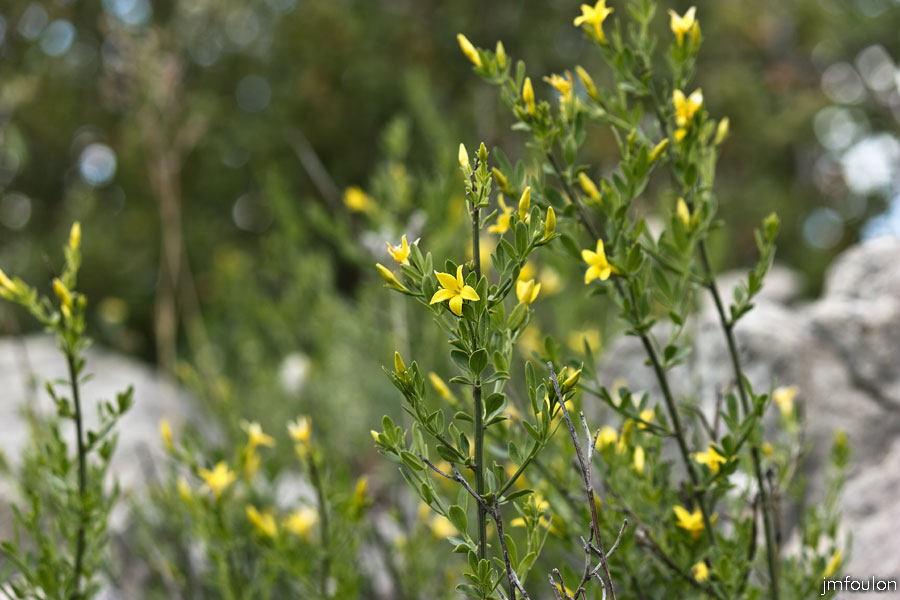 printemps-2013-collet-20web.jpg - Jasmin en buisson en fleur dans les bois du collet.