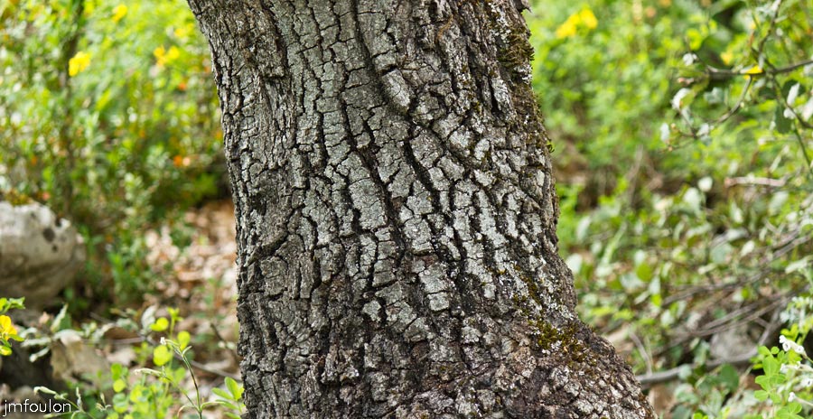 printemps-2013-collet-21web.jpg - Tronc de chêne blanc au Collet