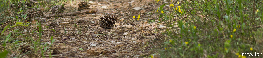 printemps-2013-collet-24web.jpg - Pomme de pin sur le sentier qui rejoint l'ubac du Collet