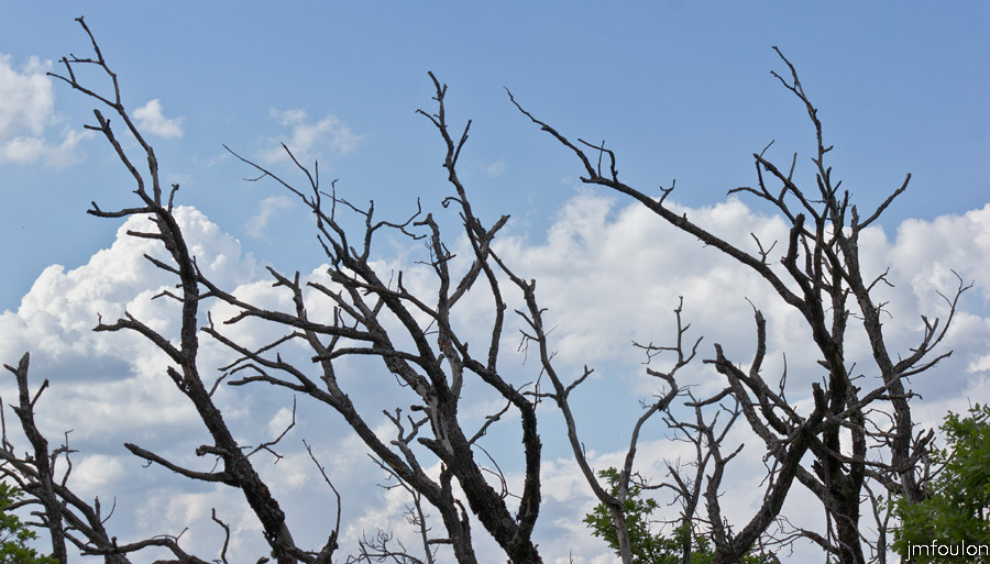 printemps-2013-collet-25web.jpg - Arbres morts au Collet