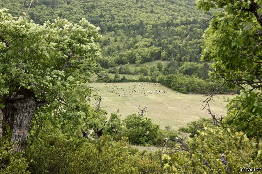 printemps-2013-collet-29web.jpg - Moutons parqués dans les près de la Marquise
