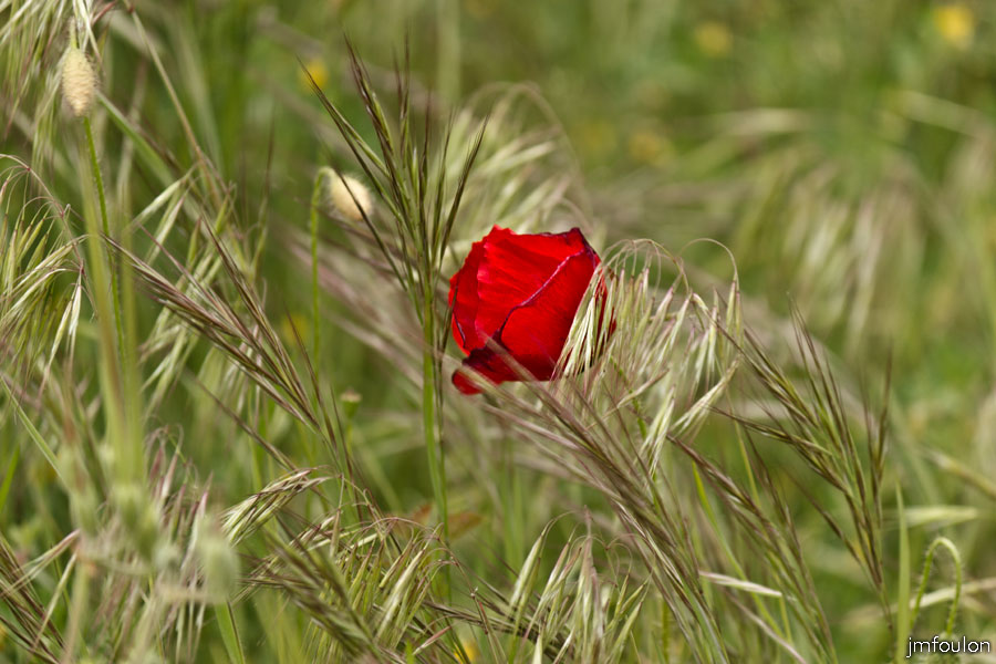 printemps-2013-collet-33web.jpg - Coquelicot sur le bord de la route