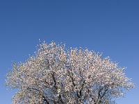 Fleurs Printemps 2015 Part I  Amandier en fleur