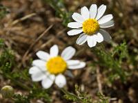 Fleurs Printemps 2015 Part I  Anthémis des Champs