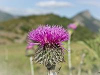 Fleurs Printemps 2015 Part I  Chardon noircissant