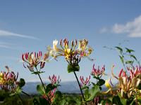 Fleurs Printemps 2015 Part I  Chèvrefeuille Etrusque