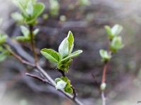 Fleurs Printemps 2015 Part I  Eclosion