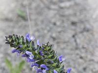 Fleurs Printemps 2015 Part I  Sauge des Près
