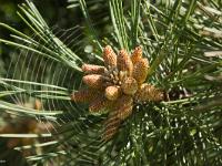 Fleurs Printemps 2015 Part I  Pin noir d'Autriche et toile d'araignée