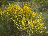 Fleurs Printemps 2015 Part I  Genêt cendré