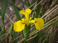 Fleurs Printemps 2015 Part I  Iris d'Eau