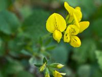 Fleurs Printemps 2015 Part I  Lotier de Delort