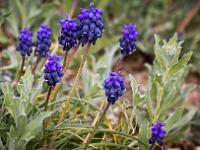 Fleurs Printemps 2015 Part I  Muscari Botryoide