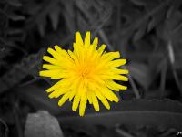 Fleurs Printemps 2015 Part I  Fleur de Pissenlit