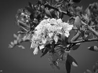 Fleurs Printemps 2015 Part I  Fleur de poirier sauvage