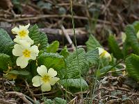 Fleurs Printemps 2015 Part I  Primevères