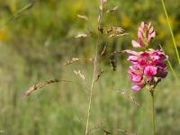 Fleurs Printemps 2015 Part I  Sainfoin