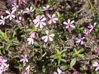 Fleurs Printemps 2015 Part I  Saponaire de Montpellier