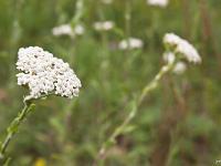 Fleurs Printemps 2015 Part II  Achillée Odorante