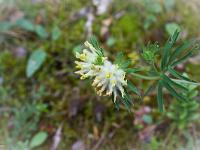 Fleurs Printemps 2015 Part II  Anthyllide Alpestre