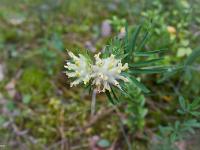 Fleurs Printemps 2015 Part II  Anthyllide Alpestre