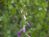 Fleurs Printemps 2015 Part II  Campanule à Feuilles Rondes