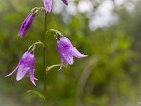 Fleurs Printemps 2015 Part II  Campanule à Feuilles Rondes