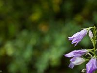 Fleurs Printemps 2015 Part II  Campanule Raiponce