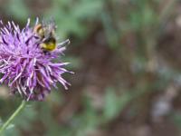 Fleurs Printemps 2015 Part II  Centaurée Scabieuse