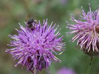 Fleurs Printemps 2015 Part II  Centaurée Scabieuse