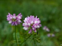 Fleurs Printemps 2015 Part II  Coronille Bigarée