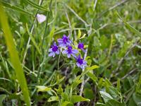 Fleurs Printemps 2015 Part II  Dauphinelle Ajax