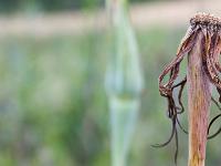 Fleurs Printemps 2015 Part II  Fin de cycle ! ...