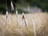 Fleurs Printemps 2015 Part II  Graines ...