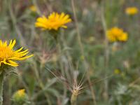 Fleurs Printemps 2015 Part II  Inule des Monagnes