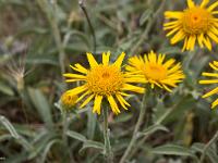 Fleurs Printemps 2015 Part II  Inule des Monagnes